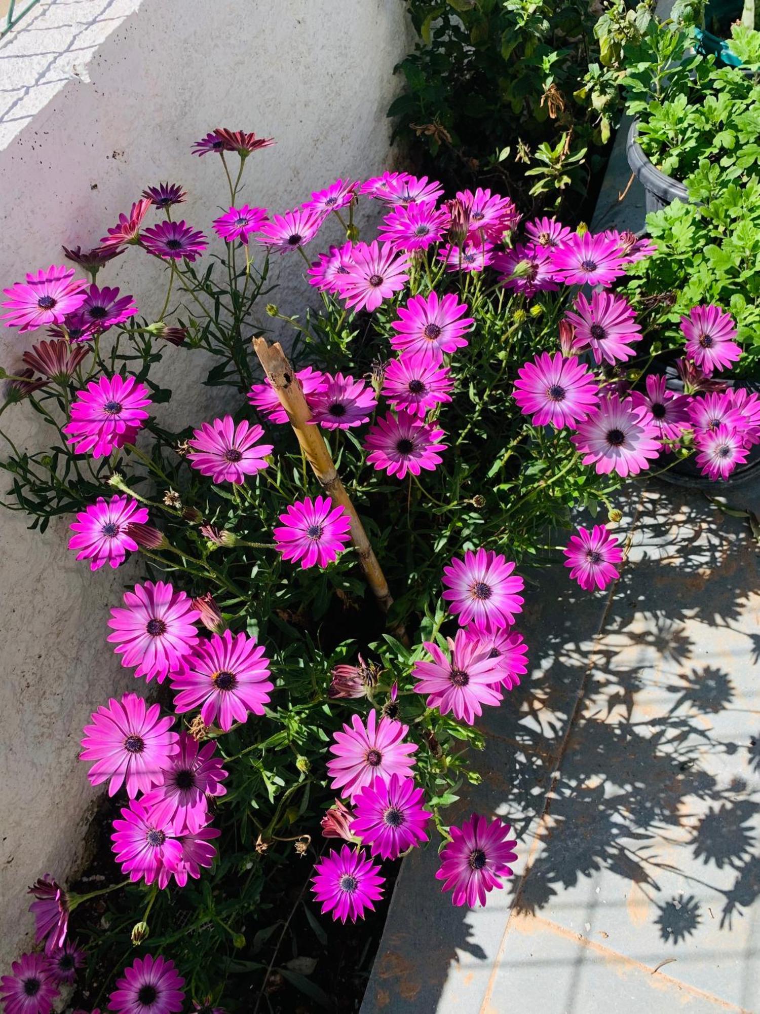 קסאמיל Central Garden Residence Sofia - Free Parking מראה חיצוני תמונה