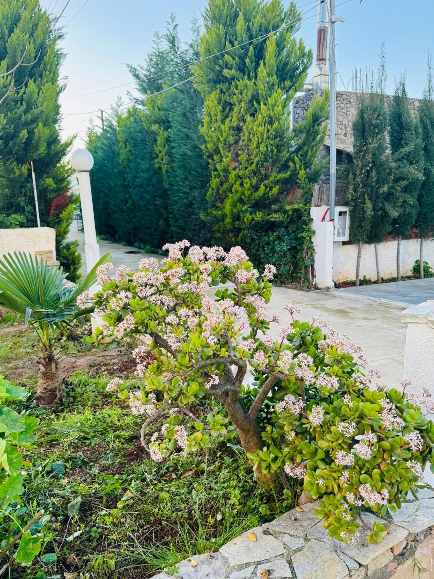 קסאמיל Central Garden Residence Sofia - Free Parking מראה חיצוני תמונה