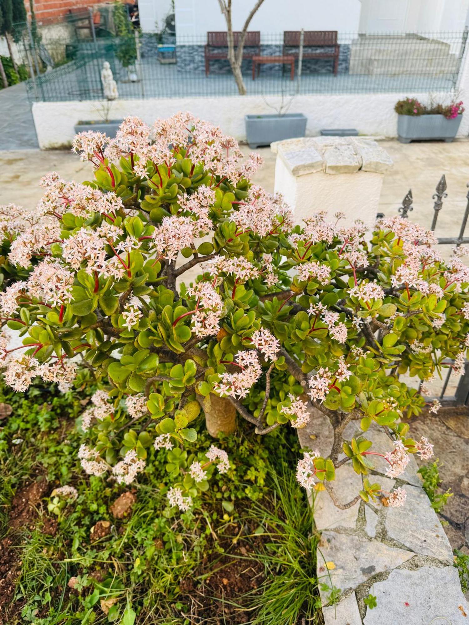 קסאמיל Central Garden Residence Sofia - Free Parking מראה חיצוני תמונה